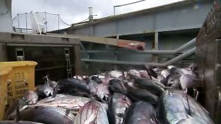 BBC Тайны Тихого океана - Хрупкий рай