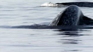 BBC Планета людей - Арктика