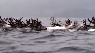 BBC Планета людей - Арктика