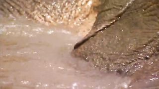 BBC Планета людей - Джунгли