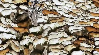 BBC Планета людей - Саванны Степи