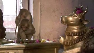 BBC Планета людей - Города