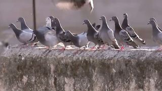 BBC Планета людей - Города