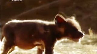 Жизнь До Рождения 2 - Животные