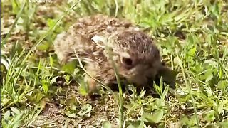 Жизнь До Рождения 2 - Животные