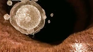 Жизнь До Рождения 3 - Кошки