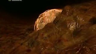 Жизнь До Рождения 3 - Кошки