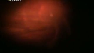 Жизнь До Рождения 3 - Кошки