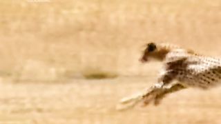 Жизнь До Рождения 3 - Кошки