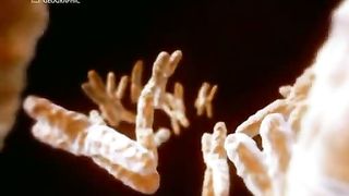 Жизнь До Рождения 5 - Собаки