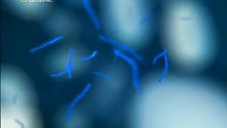 Жизнь До Рождения 7 - Экстремальные животные