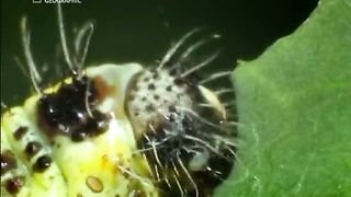 Жизнь До Рождения 7 - Экстремальные животные