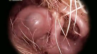 Жизнь До Рождения 7 - Экстремальные животные