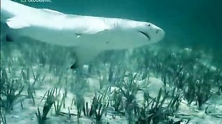 Жизнь До Рождения 7 - Экстремальные животные