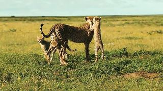 Национальный парк Серенгети 2011