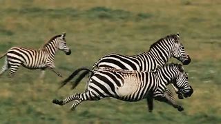 Национальный парк Серенгети 2011