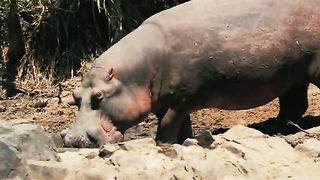 Национальный парк Серенгети 2011