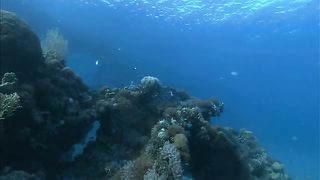 Дельфины в океанской синеве (2009)