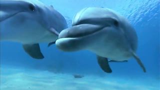 Дельфины в океанской синеве (2009)