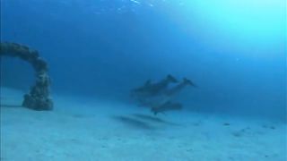 Дельфины в океанской синеве (2009)