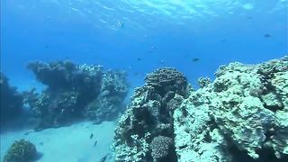 Дельфины в океанской синеве (2009)