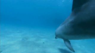 Дельфины в океанской синеве (2009)