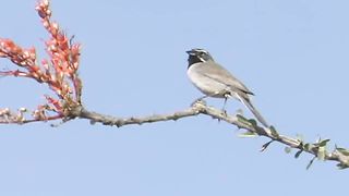 Бог чудес (2009)