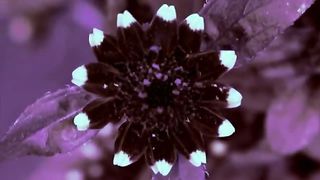 BBC: Невидимые миры (2010) 2