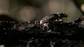 BBC: Невидимые миры (2010) 2