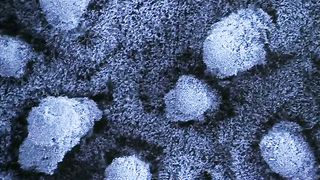 BBC: Невидимые миры (2010) 3