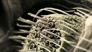 BBC: Невидимые миры (2010) 3