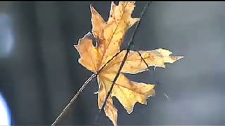 Мир вам видеоклипы