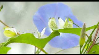 Вічне джерело - кліпи