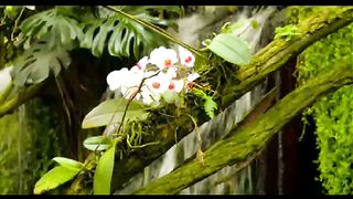 Вічне джерело - кліпи