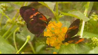 Вічне джерело - кліпи