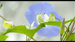 Видео псалмы