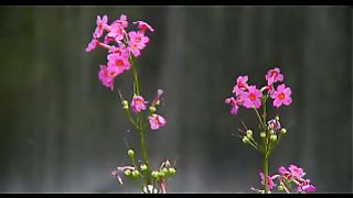 Видео псалмы