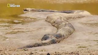 Анаконда Королева змей (2010)