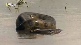 Анаконда Королева змей (2010)