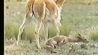 Крах теории эволюции 2