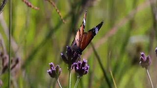 Оксана Костина - благодарю Тебя