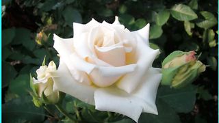 Сона Манукян - Он вернется