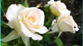 Сона Манукян - Он вернется