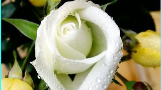 Сона Манукян - Он вернется