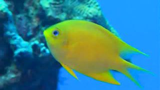 Дитяча Хвала Творцю