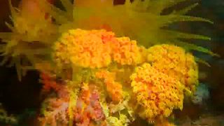 Дитяча Хвала Творцю