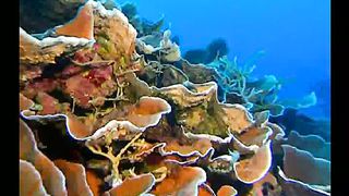 Псалми Музикальные клипы 4