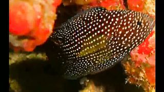 Псалми Музикальные клипы 4