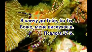 Псалми Музикальные клипы 4