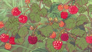 Энн из зелёных крыш 23